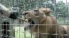 August Big Cat Birthdays Lion Gets A Special Treat