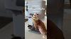 Ice Cream Machine Restock Restockasmr Icecream Icecreammachine Restockwithme
