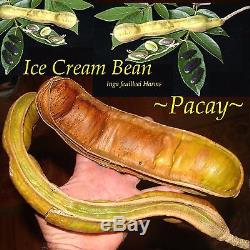 PACAY ICE CREAM BEAN Inga feuilleei FRUIT TREE Monkey Tamarind larg Potd Plant